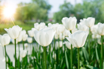 White tulips bloom under sunshine in the garden.	