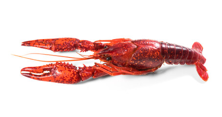 Crayfish, Crawfish closeup. Red boiled one river crayfish isolated on white background. Lobster closeup. Detailed photo, top view. 