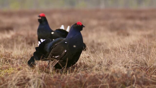 Two Black grouse on the bog. Black Grouse lek at sunrise. Black grouse Tetrao tetrix. Lyrurus tetrix early in the morning. Mating season in the nature. 