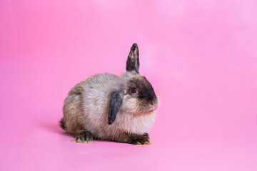 Close up brown rabbit siitting on pink background, colorful picture and sweet of bunny with valentine theme.