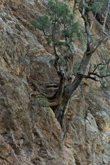 a tree grows out of the rock. how does he get water
