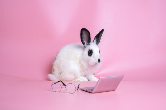 Cute fluffy white rabbite standing behide computer with blur glasses looking at laptop intensingly on pink background and space. Study student concept.