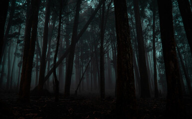 Fog-filled cold and dark haunted forest