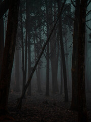 Fog-filled cold and dark haunted forest