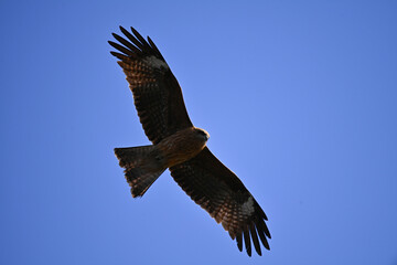 青空を自由に空を飛ぶ鳥