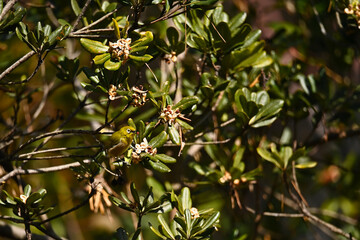 木に止まり木の実を食べるメジロ
