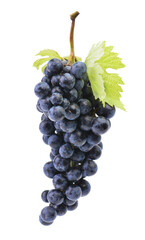 Bunch of grapes isolated 