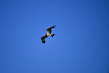 青空を自由に空を飛ぶ鳥