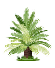 Obraz premium Palm tree with green leaves top and trunk. Exotic fruitful tree. nature flora isolated on white background