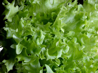 Fresh green Lettuce Salad