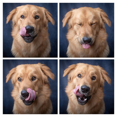 Licking dog with different expressions.