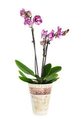 Naklejka na ściany i meble Pink tiger orchid flower in pot