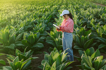 Agriculturist or agronomist utilize the core data network in the Internet from the computer tablet to validate, test, and select the new crop method. Young farmers and tobacco farming.