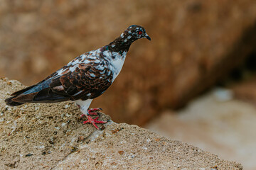 pigeon on a rock close up
