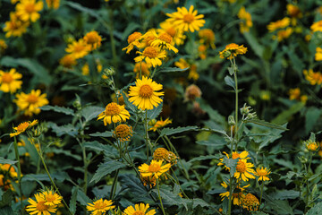 yellow chamomile flowers in the grass