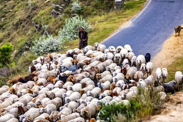 flock of sheep and shepherd passing on the road  
