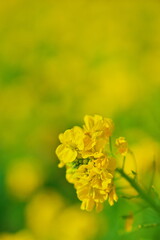 Obraz premium 新しい希望