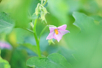 Purple petals and yellow stamens of eggplant.