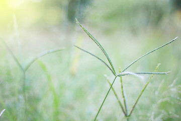 Beautiful meadow field with fresh grass.