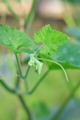 The top of the pumpkin plant is grown in an organic farm.