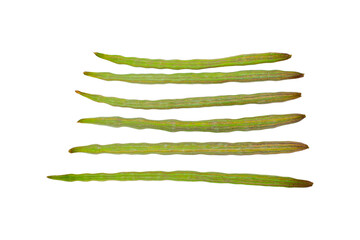 moringa oleifera stick isolated on white background.