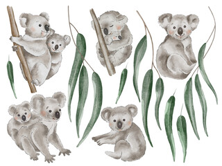 Koala and eucalyptus watercolor transparent clipart.  Cute koala animal illustration, png format without background for you design.