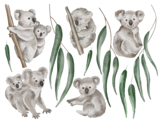 Koala and eucalyptus watercolor transparent clipart.  Cute koala animal illustration, png format without background for you design.