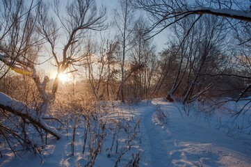 A path in the snow between the trees