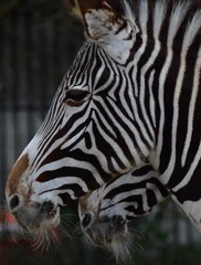 Fototapeta na wymiar portrait of a zebra in profile close-up