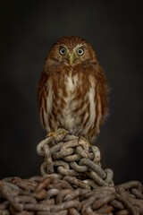 Pygmy Owl from South America, worlds smallest owl and bird of prey. Natural hunting wild bird