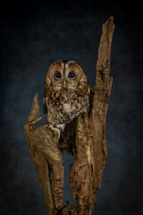 Tawny Owl (strix aluco) looking towards the camera. Dark brown nocturnal bird of prey found in woodland around the united kingdom. British wildlife