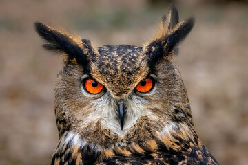 Eurasian Eagle owl staring at the camera with bright orange piercing eyes. Bird of prey with tufty ears. Large wild bird