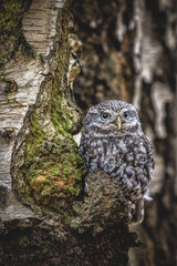 Little Owl (Athene Noctua) Perched in a silver birch tree  looking at the camera. Wildlife in the countryside camouflaged. 