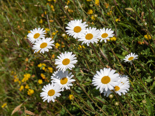 White chamomile, flowering plants. Beautiful wildflowers. White daisies