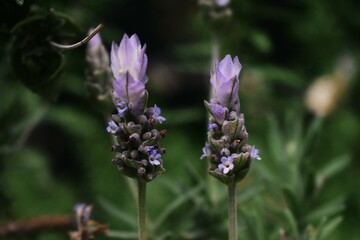 Lavanda