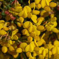 Obraz premium Lots of flowers with yellow petals close-up. Flowers of the gorse plant, macro. The plant is in bloom. Yellow petals in macro