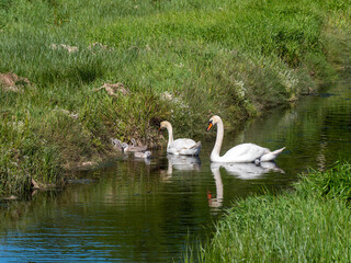 The swan family. Two swans with chicks on the stream near the shore. Birds in the wild. White swan on water