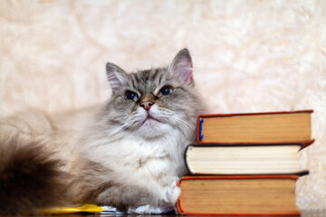 A cute silver cat is resting on a bookshelf among books in an apartment interior. Neva Masquerade cat breed. Selective focus.