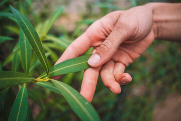A hand touching the leaf of a plant.