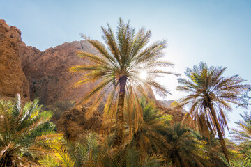 Fototapeta na wymiar palm trees in the desert of Oman 
