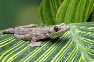 Flying geckos creeping on the leaves, gliding geckos, or parachute geckos