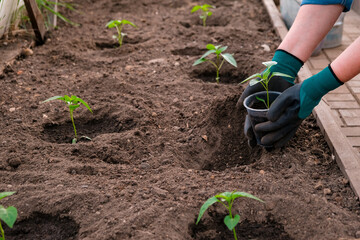 Human hands of a farmer plant pepper sprouts in a greenhouse. The concept of farming and planting.