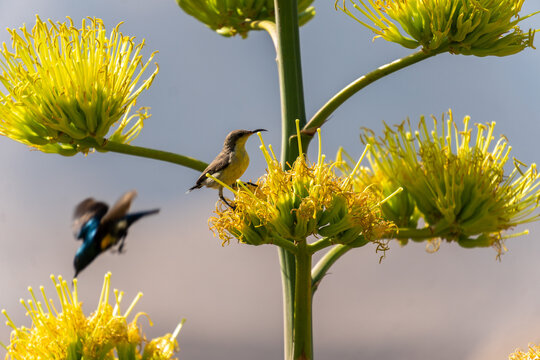 bird on a desert blossom
