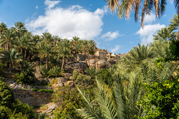 Landscape of the middle east with palm trees