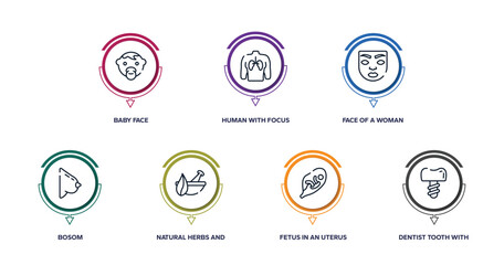 dentist outline icons with infographic template. thin line icons such as baby face, human with focus on the lungs, face of a woman, bosom, natural herbs and a mortar for healing, fetus in an uterus,