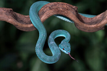 Obraz premium Blue viper snake closeup on branch, blue insularis venomous snake, Trimeresurus Insularis