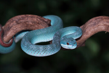 Blue viper snake closeup on branch, blue insularis venomous snake, Trimeresurus Insularis