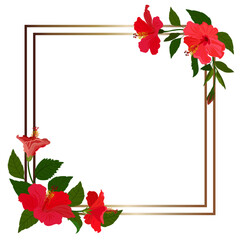 Isolated object-78, vector, hand drawn. Hibiscus flowers, golden frame, white background.