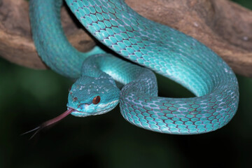Blue viper snake closeup on branch, blue insularis venomous snake, Trimeresurus Insularis