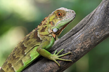 closeup of baby red green iguana, red green iguana head and spikes, animals closeup